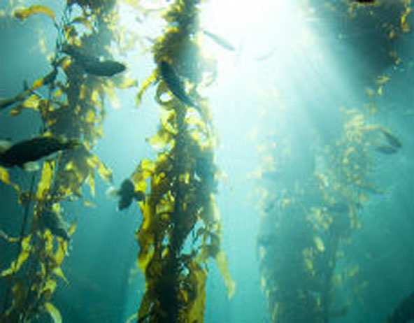 The Benefits of Kelp in Weight Loss